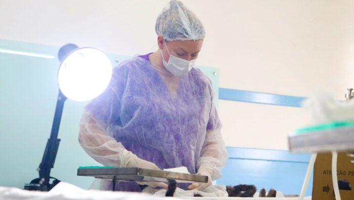 Primeiro mutirão de castração do ano promove 150 procedimentos no Jardim Europa