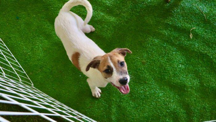 ‘Baby, me Leva!’ promove nova edição de adoção de pets neste domingo em Suzano