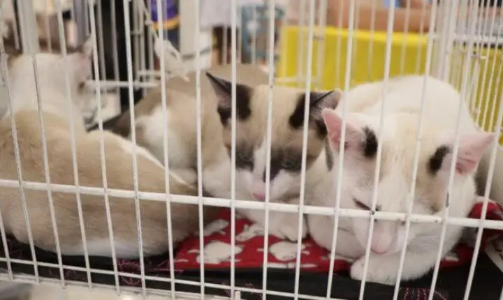 ‘Baby, me Leva!’ retorna ao Suzano Shopping neste sábado