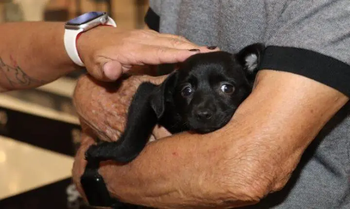 Projeto “Baby, me Leva!” já garantiu 144 adoções de pets em 2026