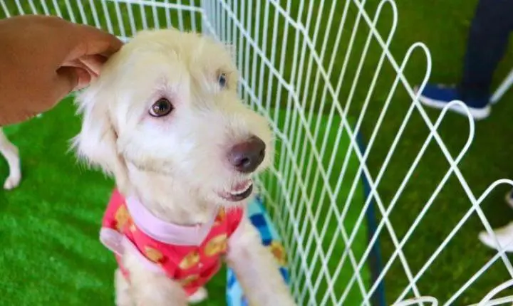 Suzano abre cadastro para vacinação gratuita de cães e gatos com doses V4 e V10